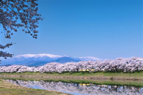 宮城県1位：白石川堤一目千本桜(4月頃撮影)